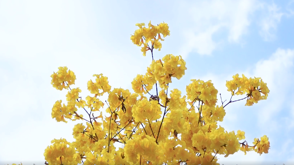 春雷，鳴響奮進(jìn)的號角